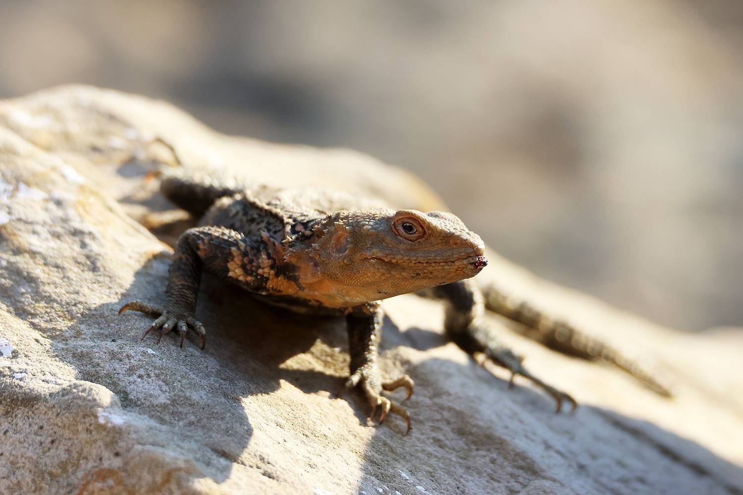 агама,ящерица,горы.дагестан,, Magov Marat