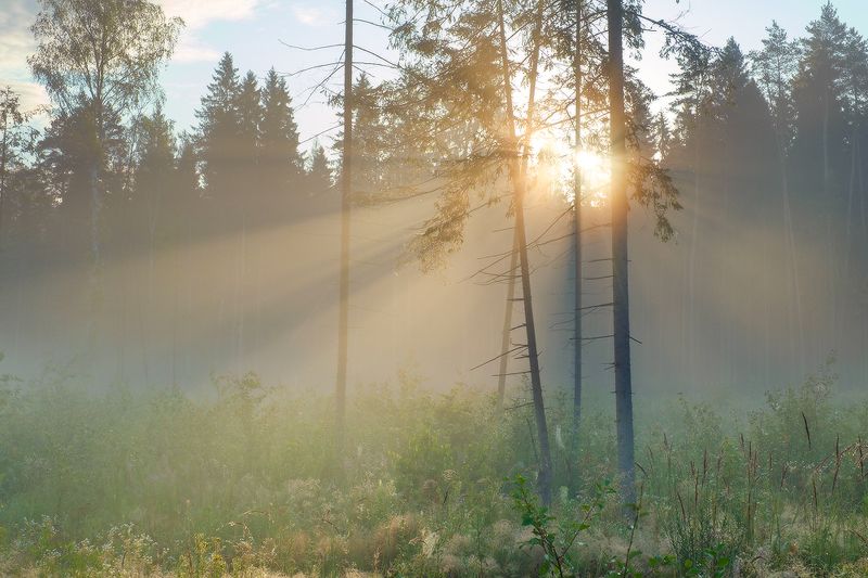 в середине лета фото превью
