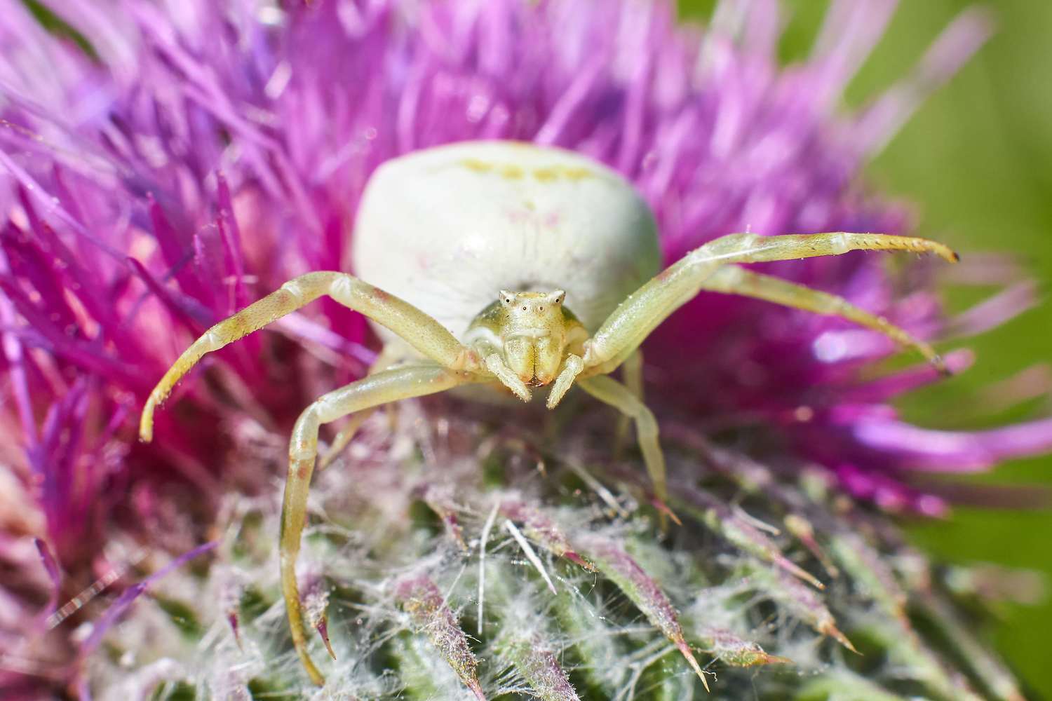 spider, volgograd, russia, wildlife, , Павел Сторчилов