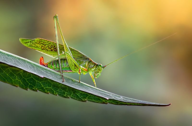 Balancing act фото превью