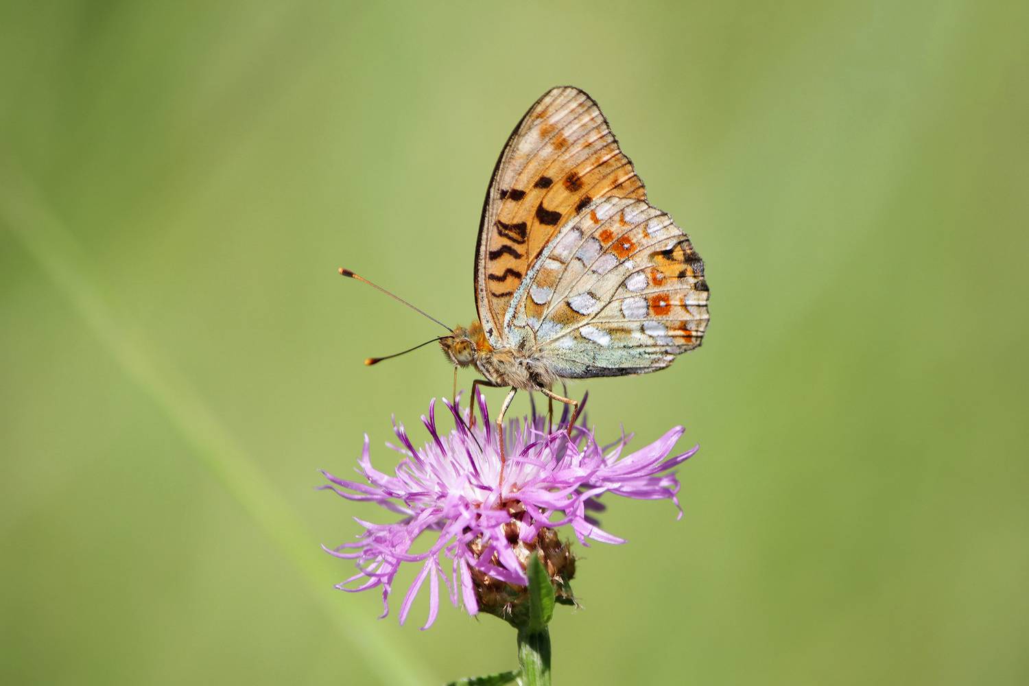 бабочка, перламутровка большая, перламутровка большая лесная, перламутровка пафия, argynnis paphia, КарОл
