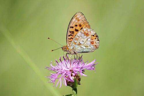 Перламутровка большая (Argynnis paphia)