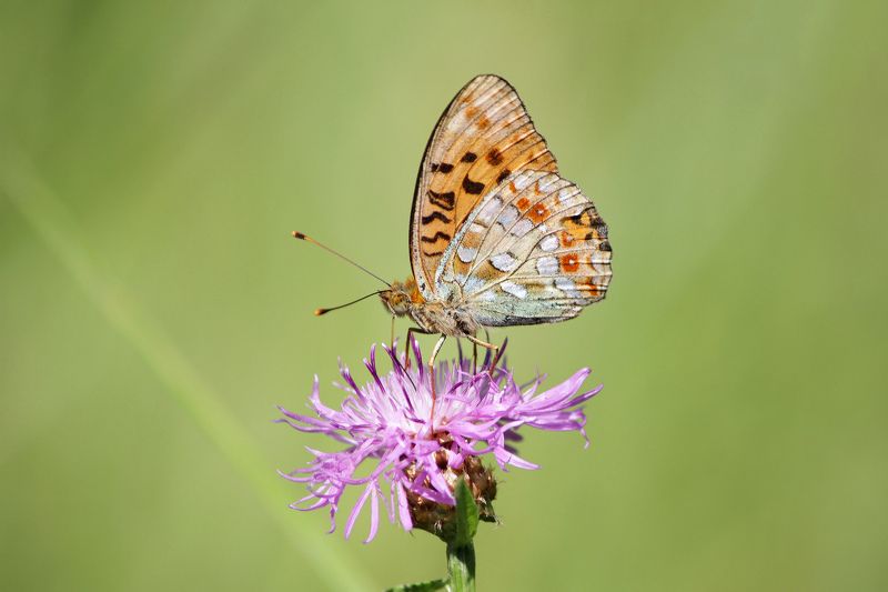 Перламутровка большая (Argynnis paphia) фото превью