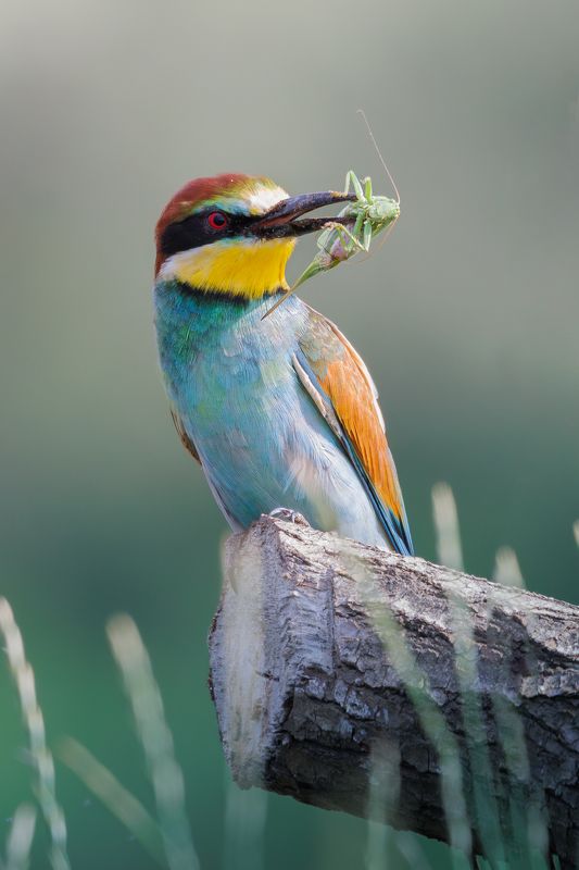 Золотистая щурка фото превью