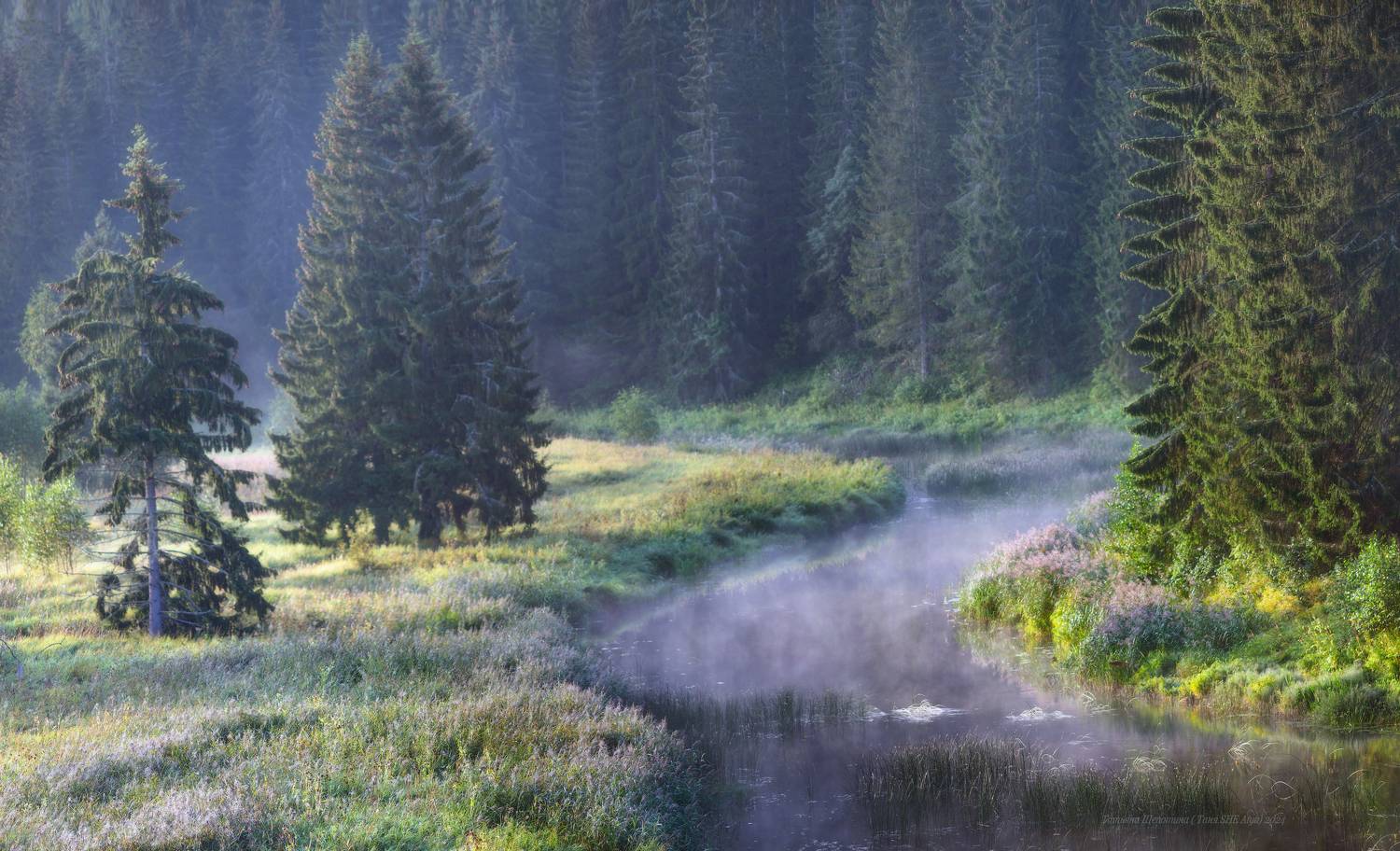 пейзаж, ленобласть, туман, landscape, nature, природа, foggy, forest, ленинградская область, Щепотина Татьяна