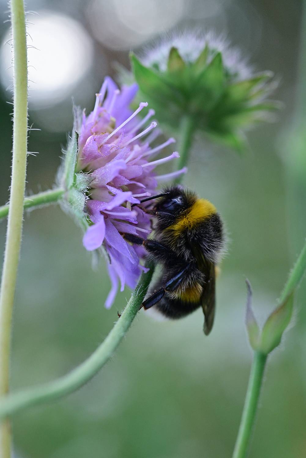 , Калёв Сергей