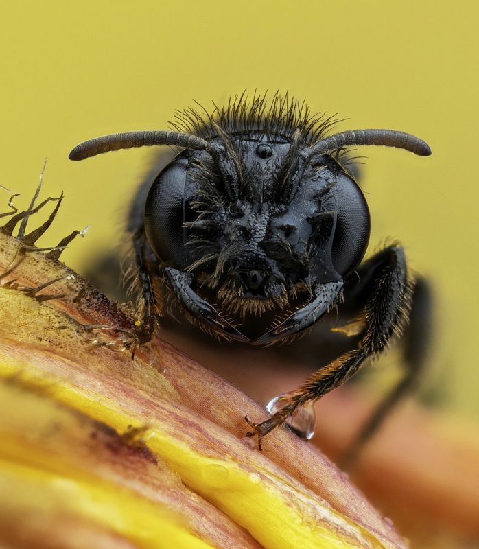 Panurgus calcaratus фото превью