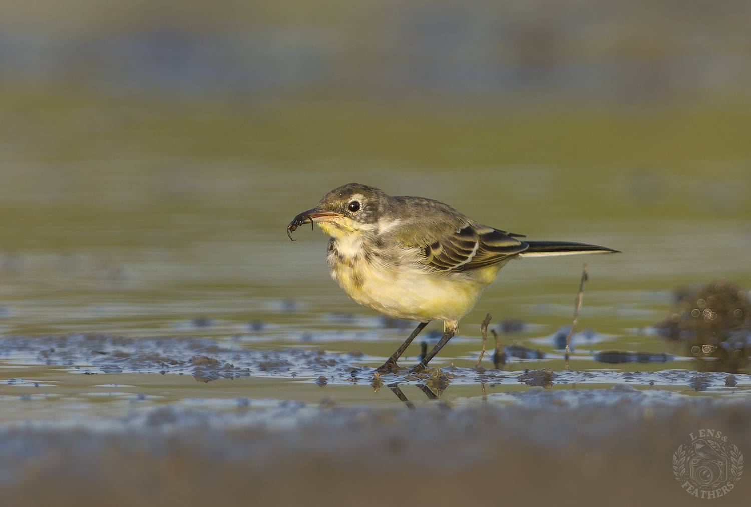 , Евгени Стефанов