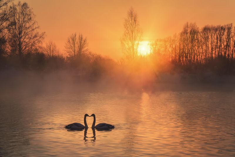 Лебединая верность фото превью