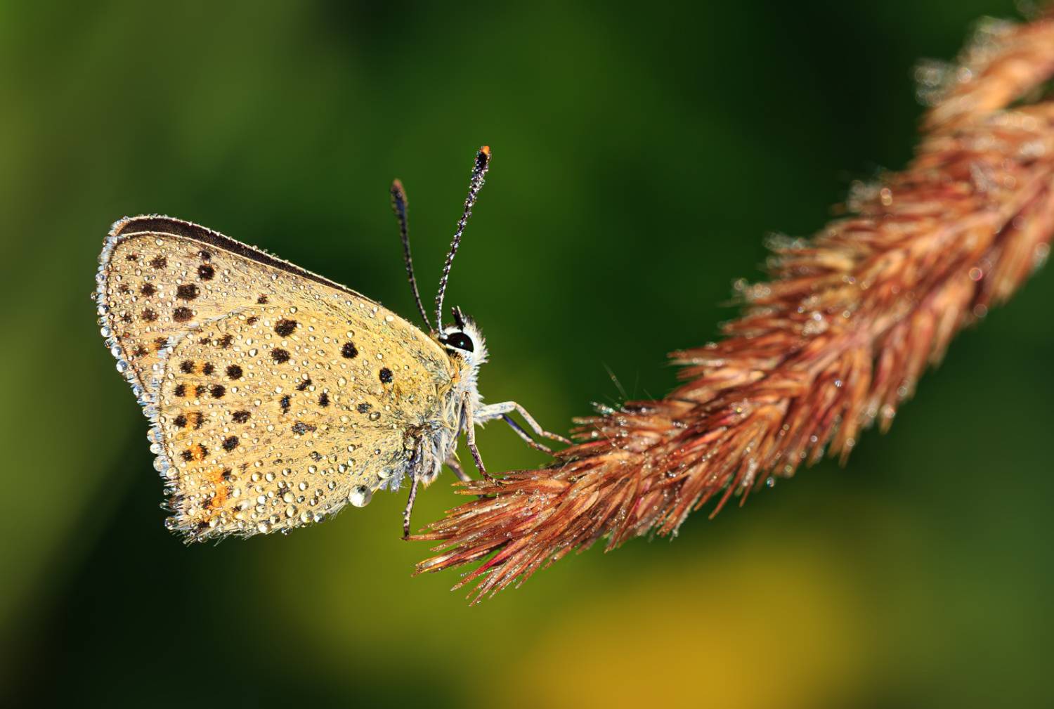 насекомые, бабочка, голубянка, червонец, бурый, лето, утро, июль, Борис Новиков