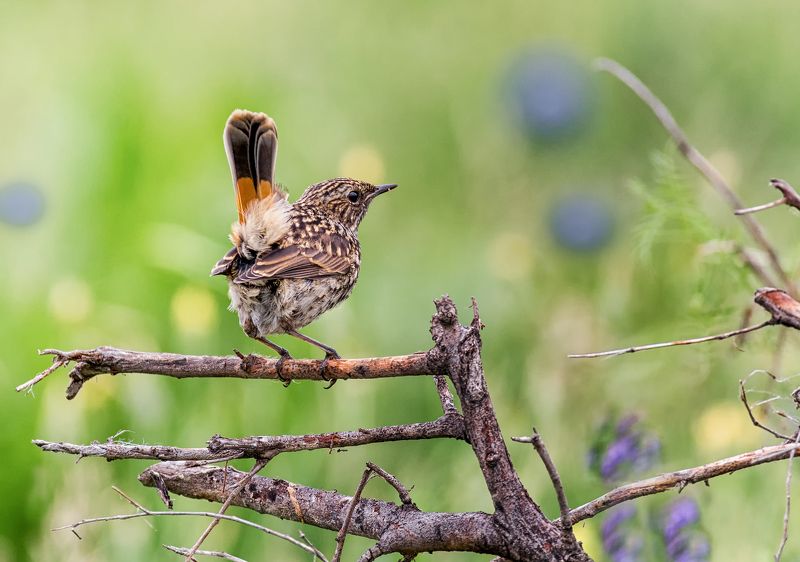 птица, варакушка, слёток, Лучший хвостик! фото превью