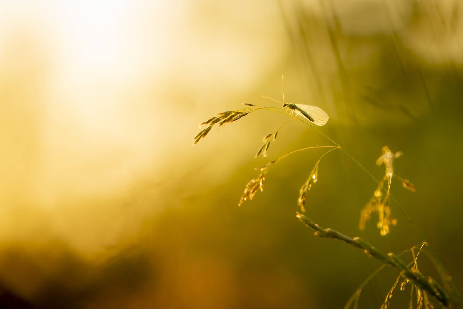 златоглазка, урал, солнце, лето, закат, Жданов Дмитрий