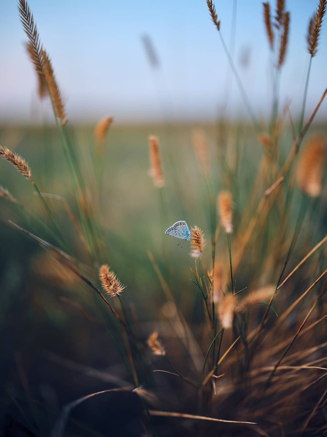 , Дыбов Дмитрий