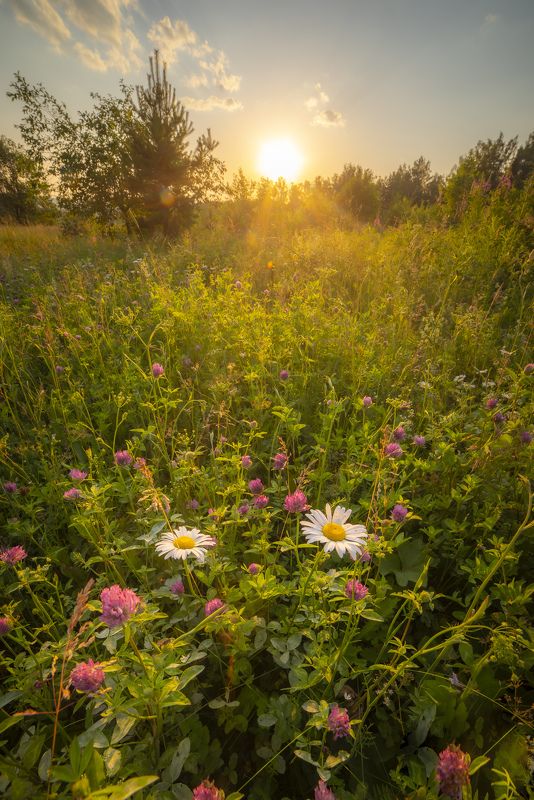 природа, урал, солнце, лето, закат, цветы, вечер Лето фото превью