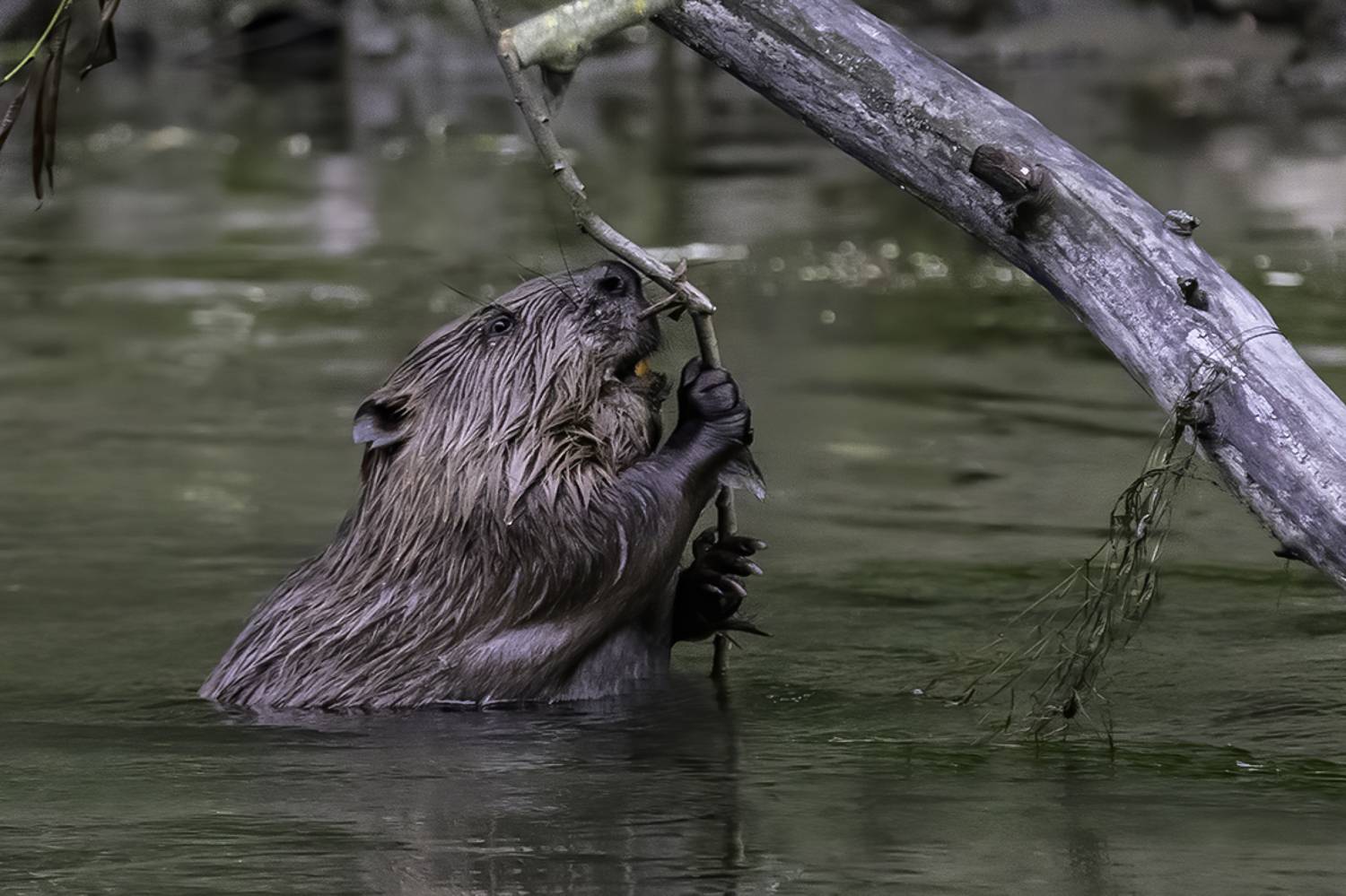 бобр, река , Сытина Наталия