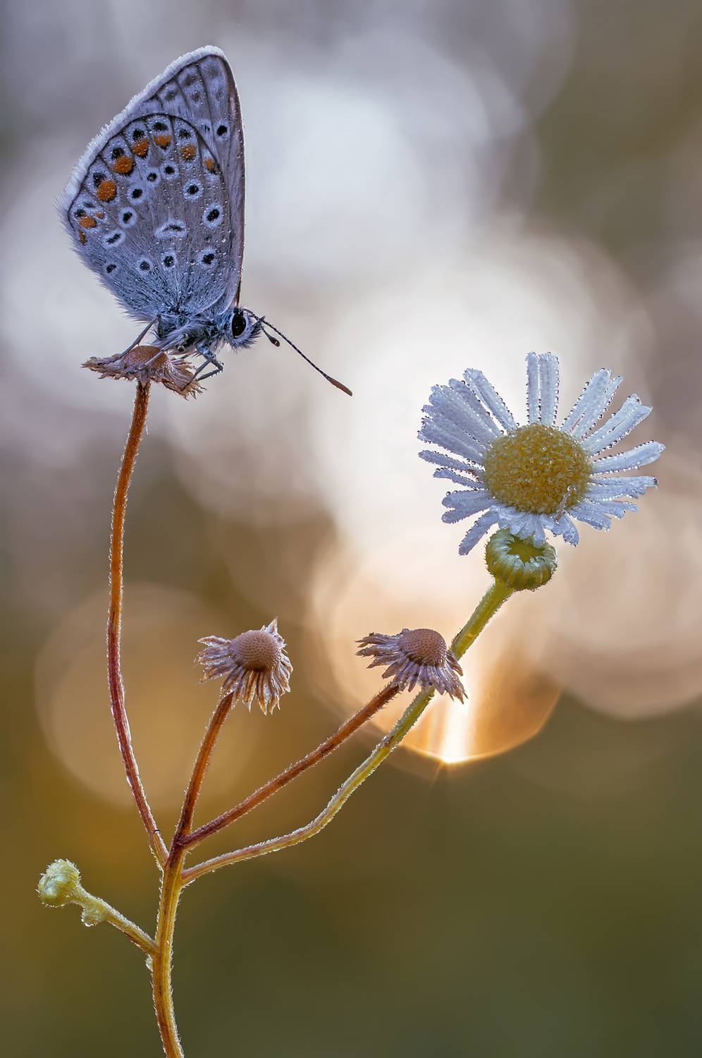 Утро , бабочка, цветы, Чепленко Алексей