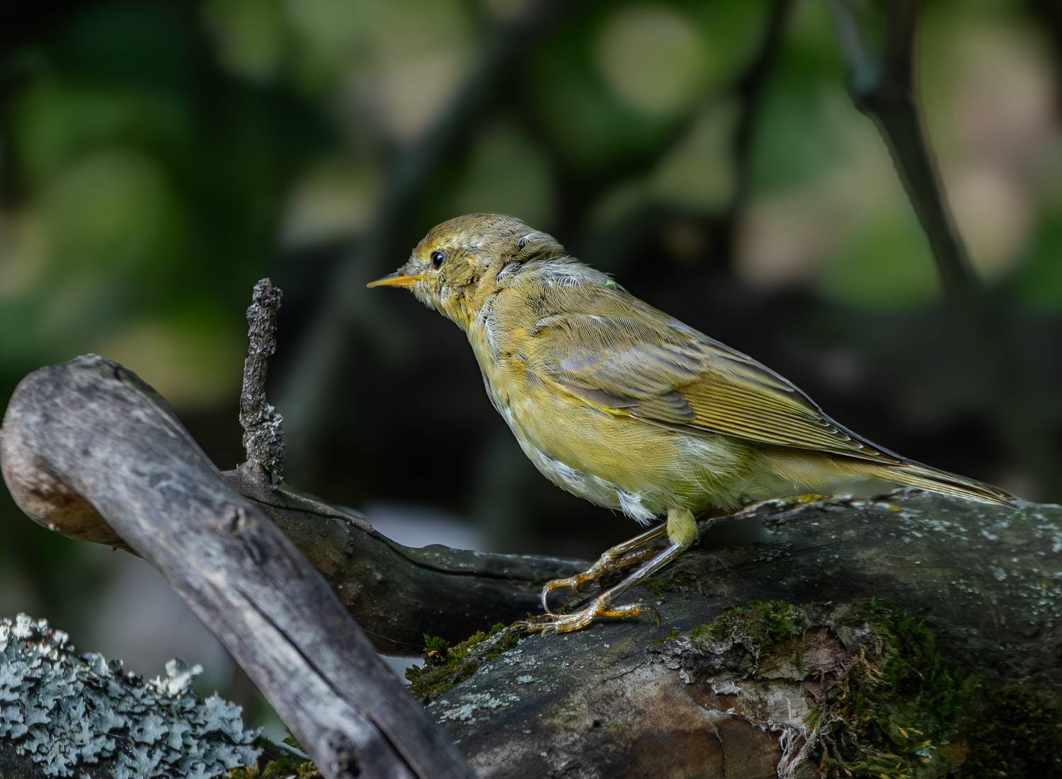 , Курлянцев Алексей