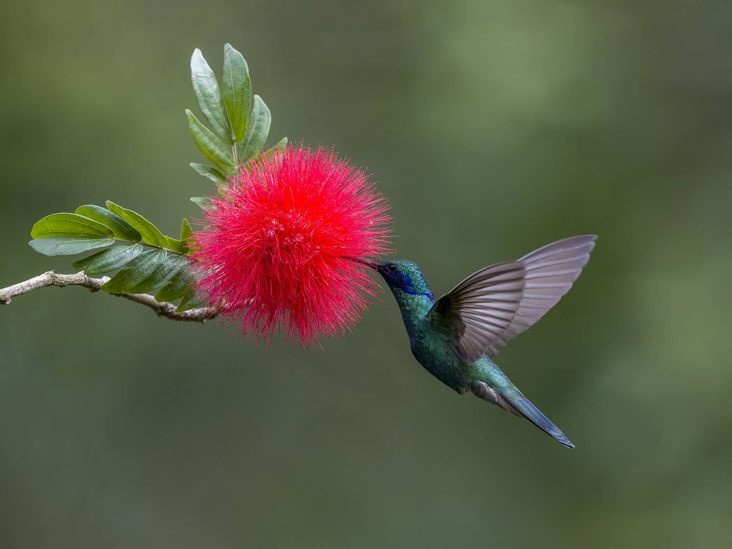 , Burgalin Sequeira Fernando