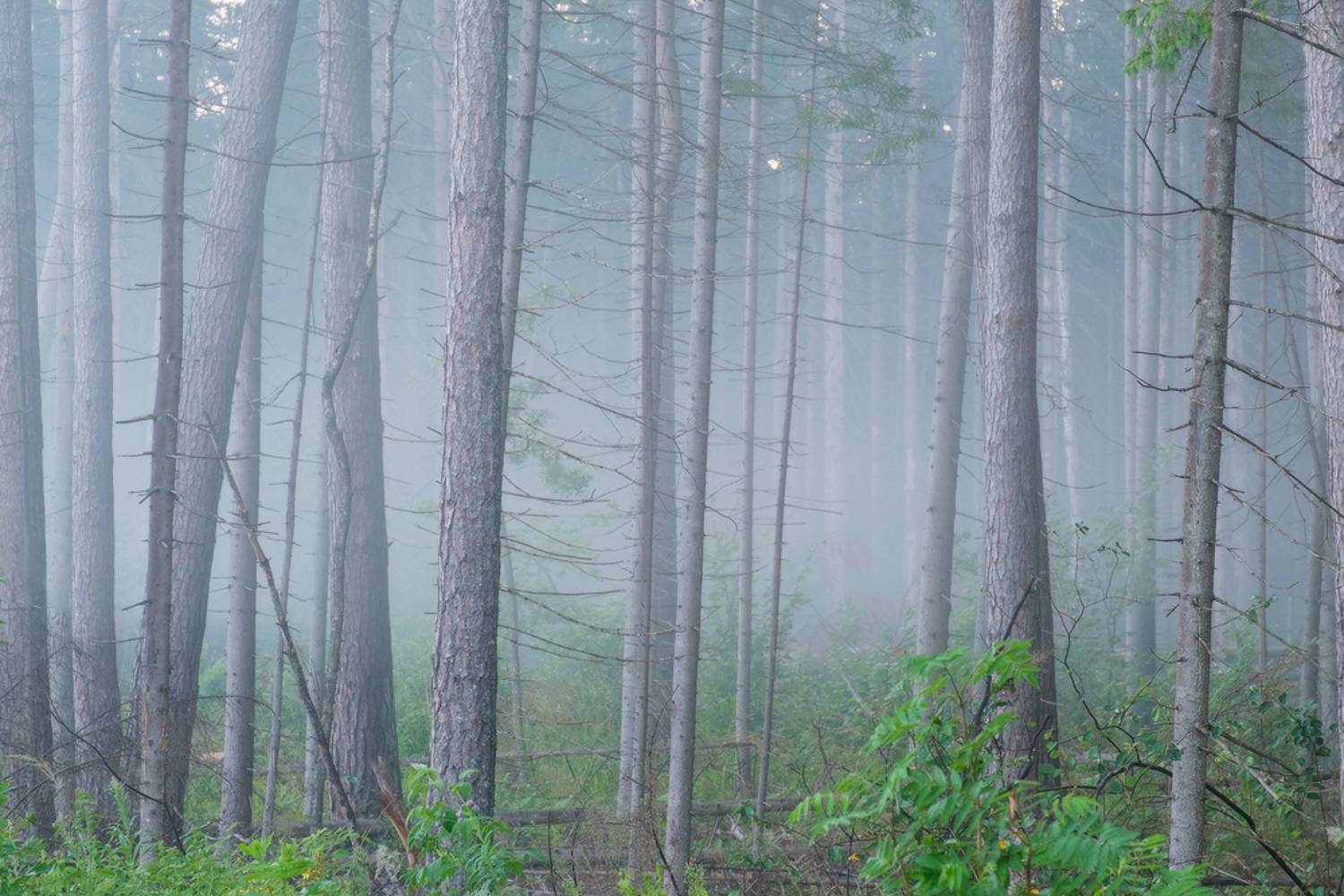 Калужская обл., дер. Рыляки, Юсупов Александр