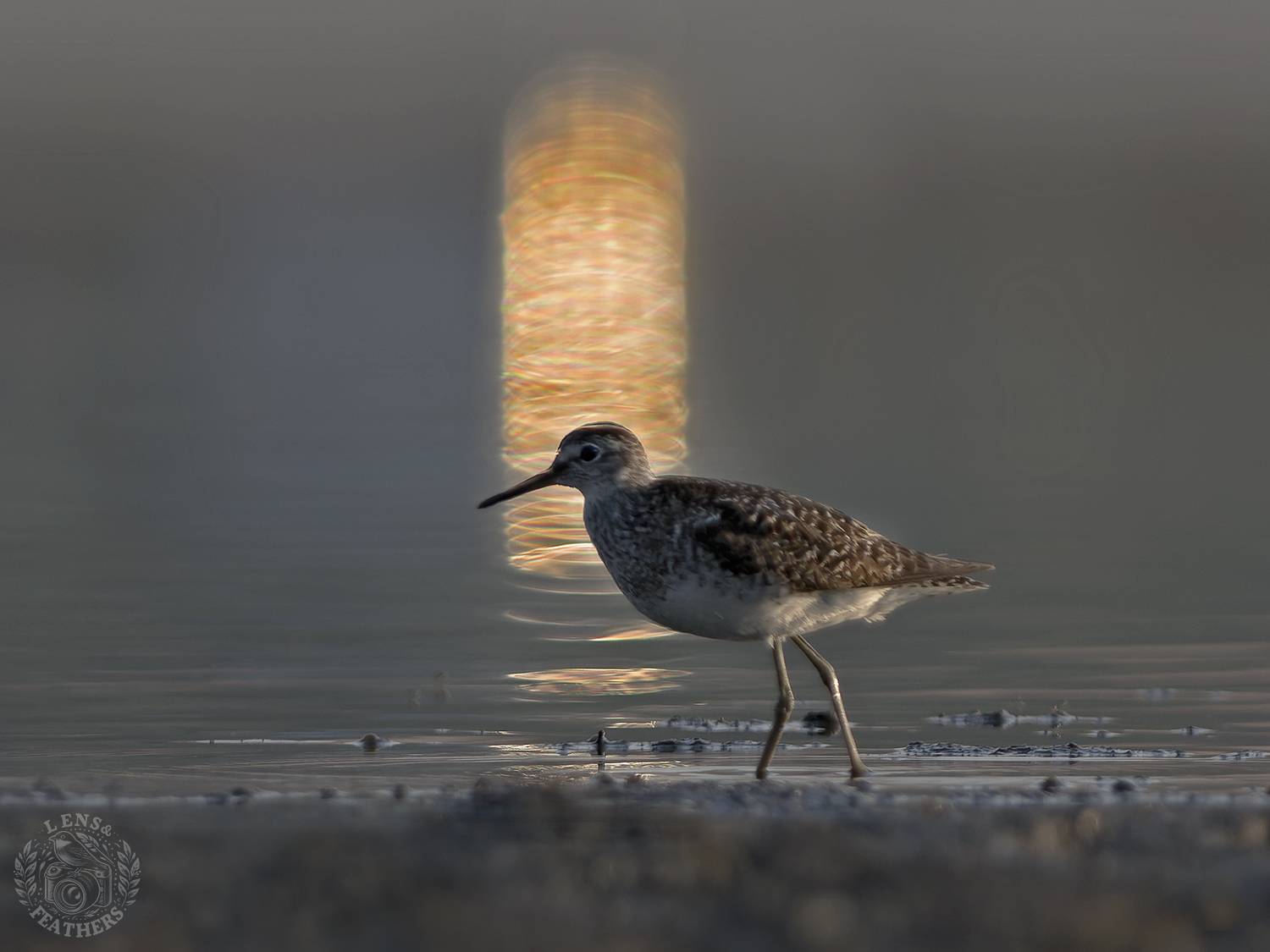 , Евгени Стефанов