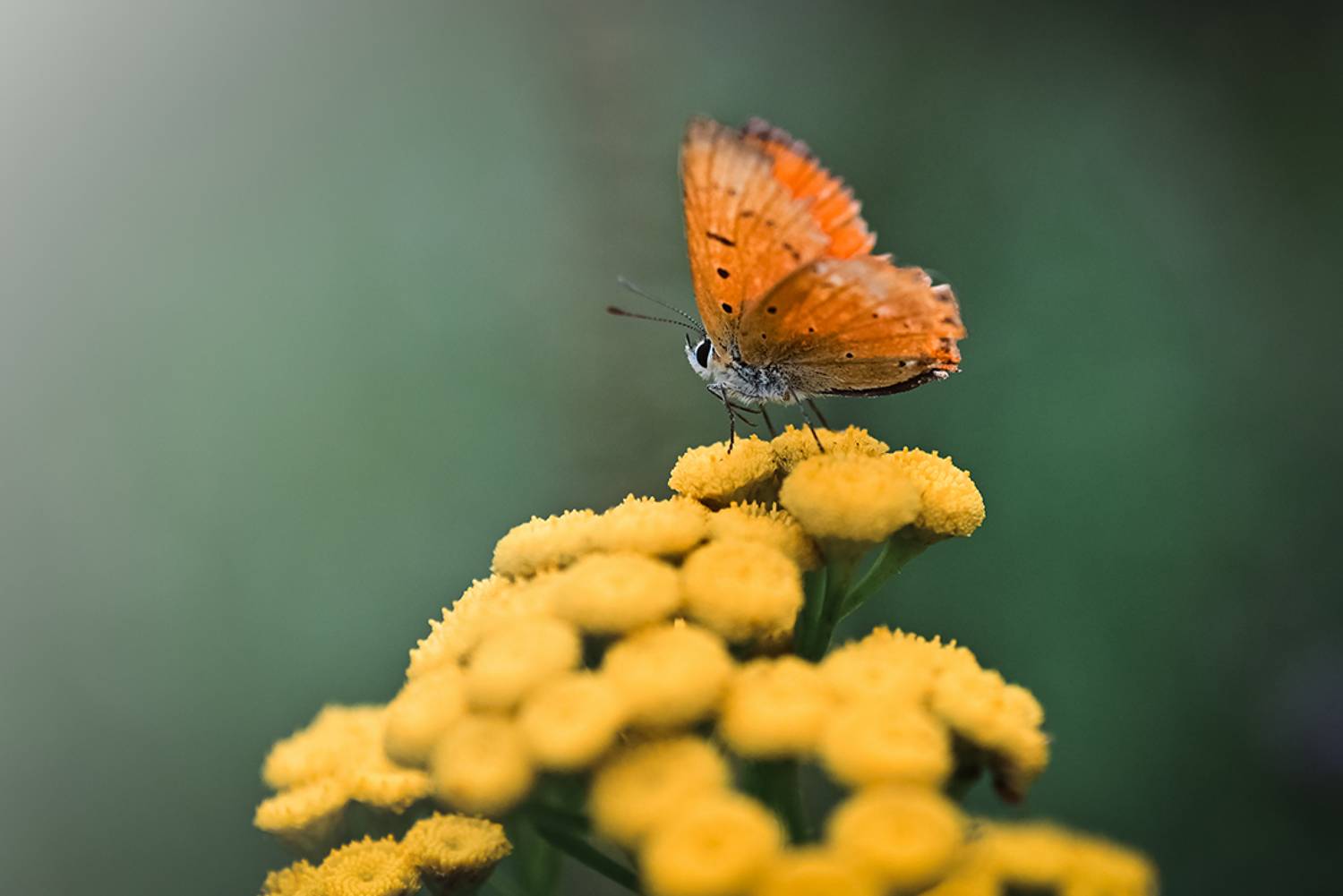 , Калёв Сергей