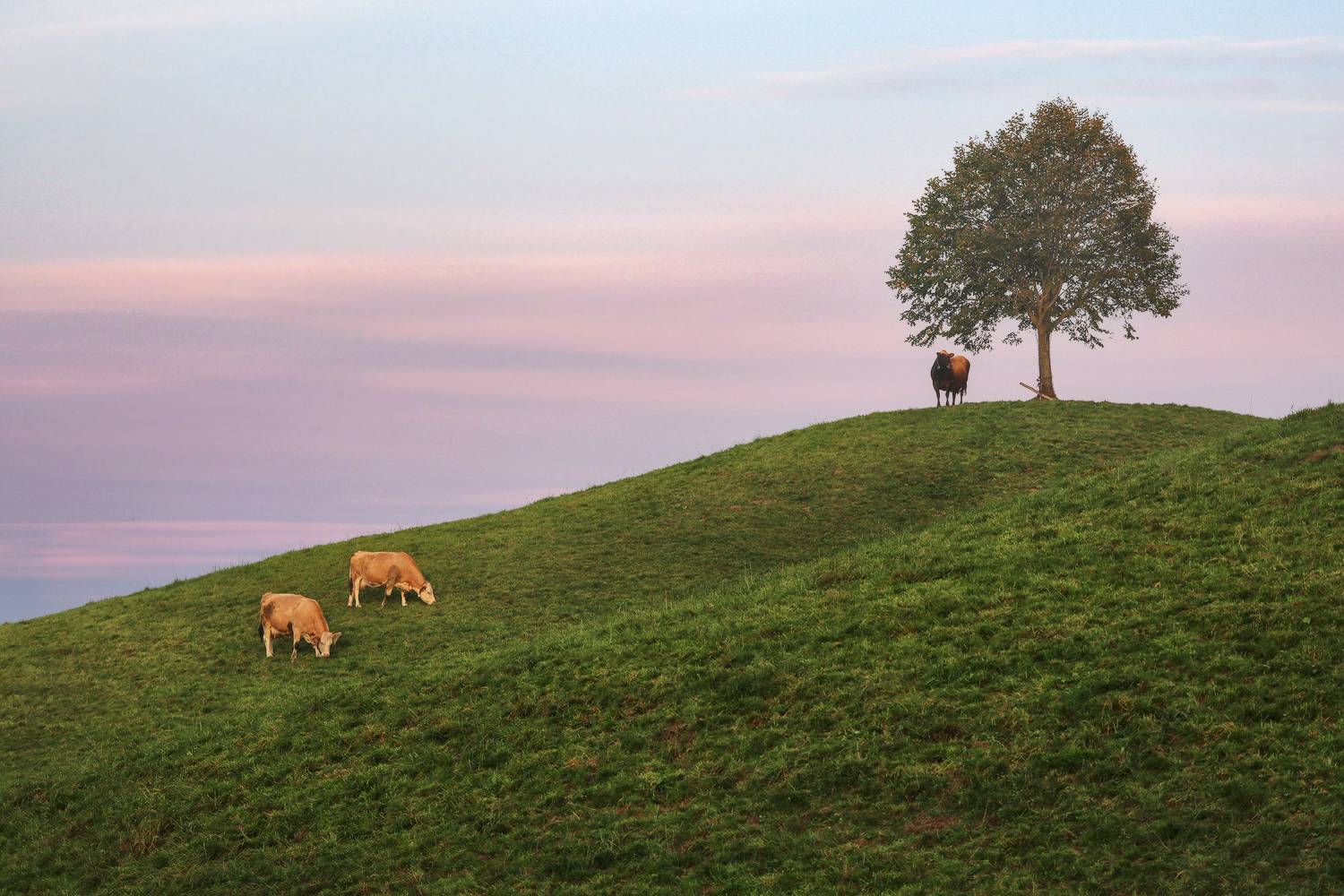 швейцария, Галина Хвостенко