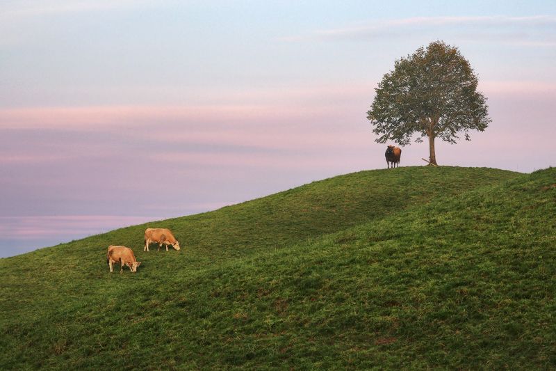 швейцария *** фото превью