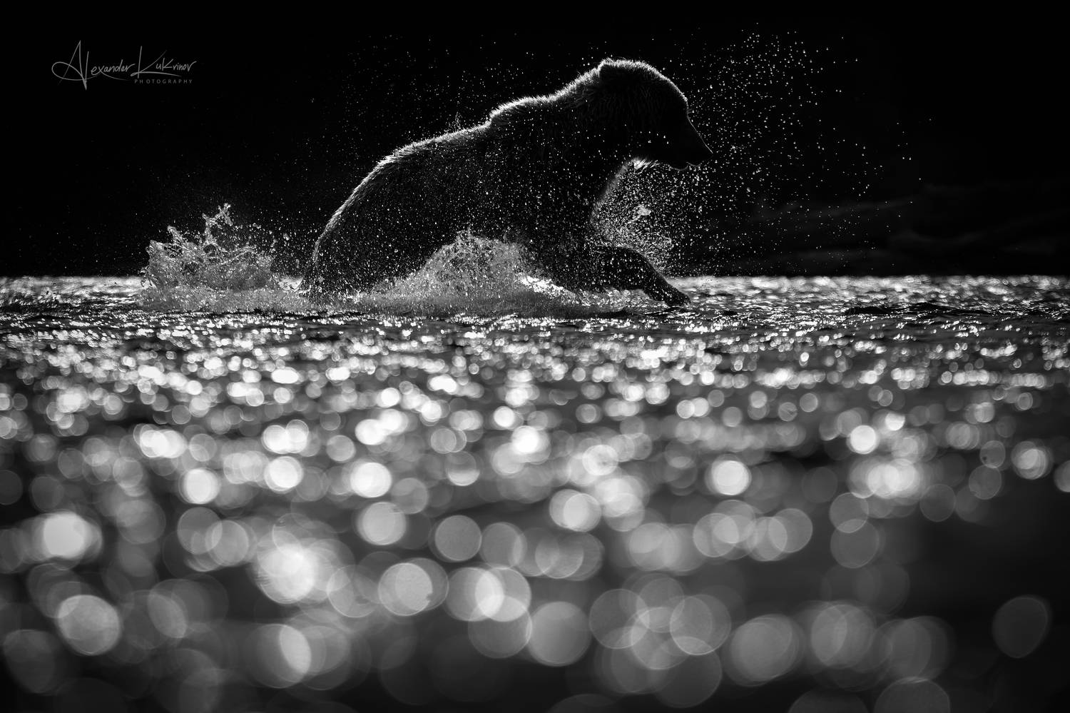 медведи,камчатка,медведь,медвежата, Александр Кукринов