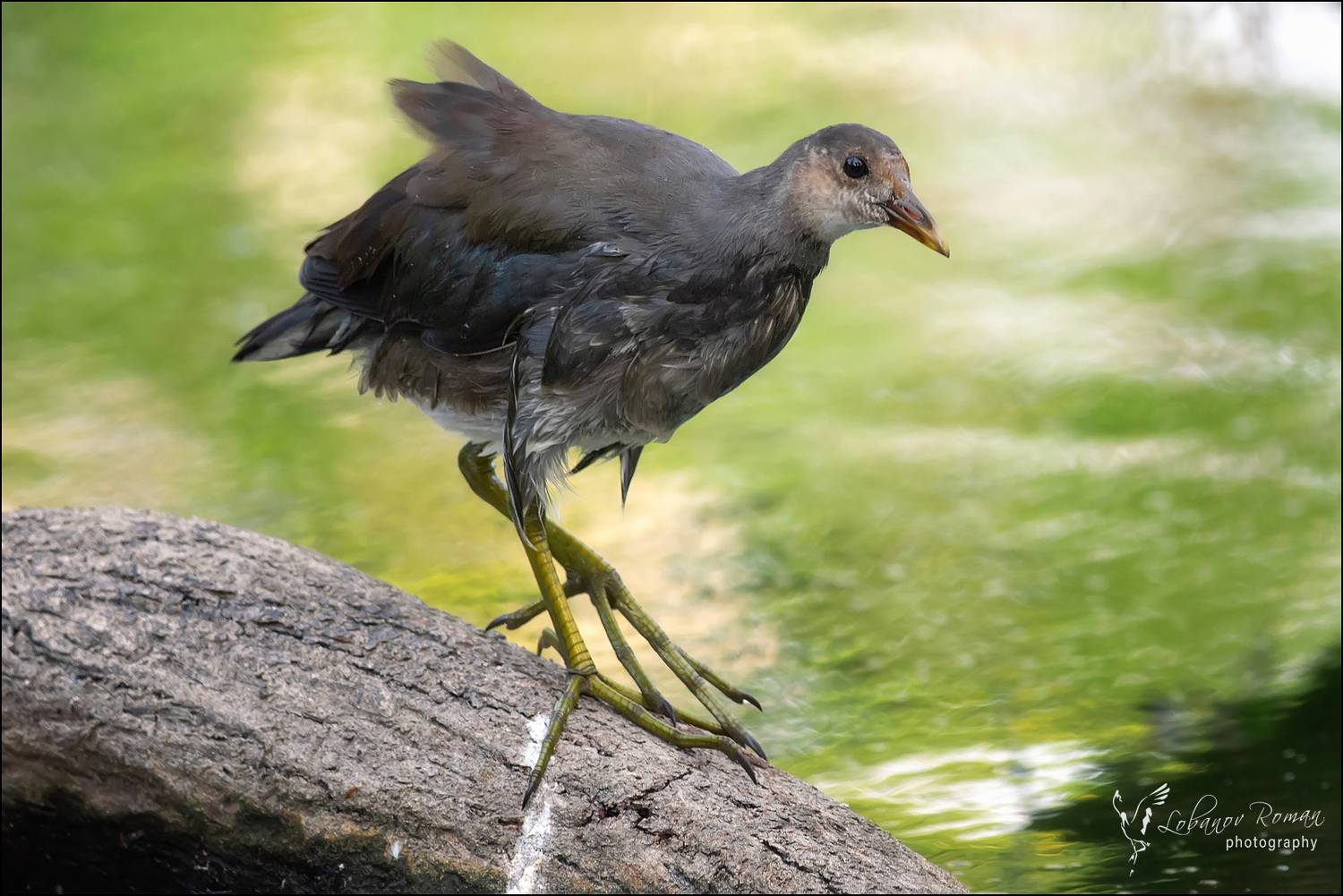 , Лобанов Роман