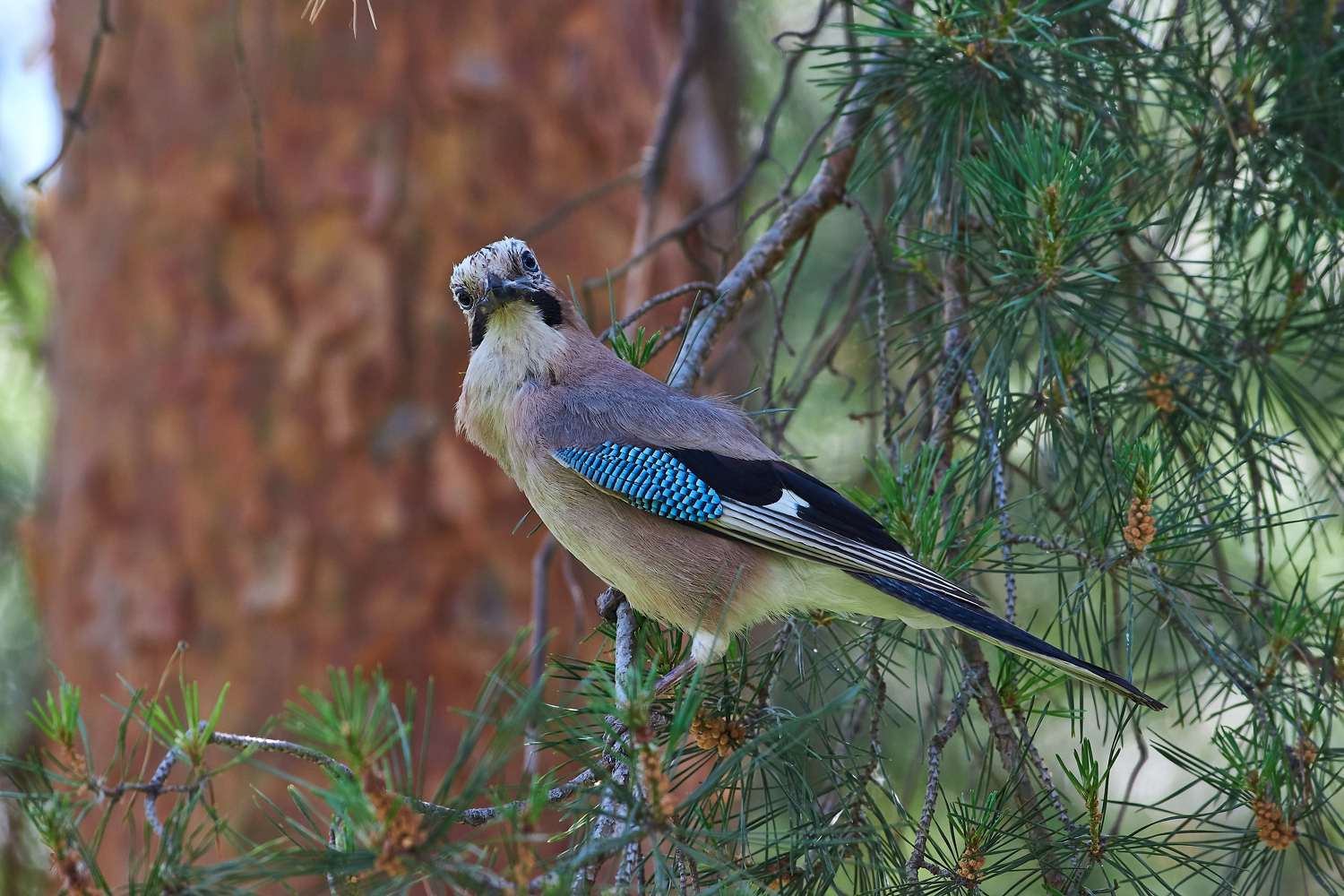 bird, birds, birdswatching, russia, wildlife, , Павел Сторчилов