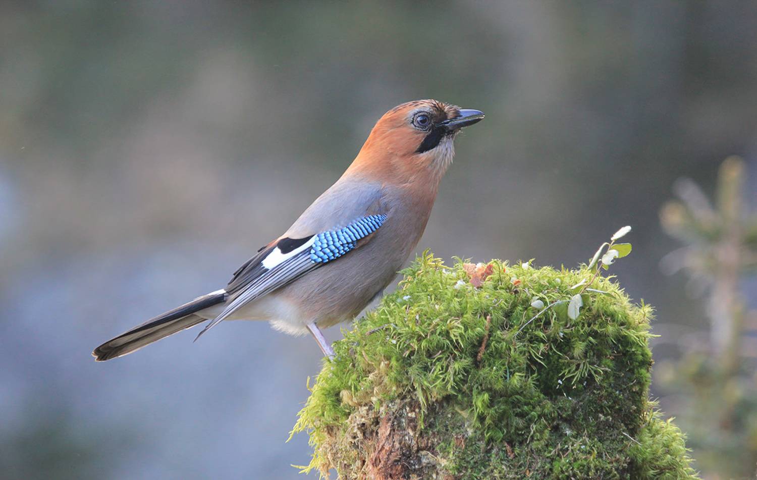 сойка, Валерий Платонов