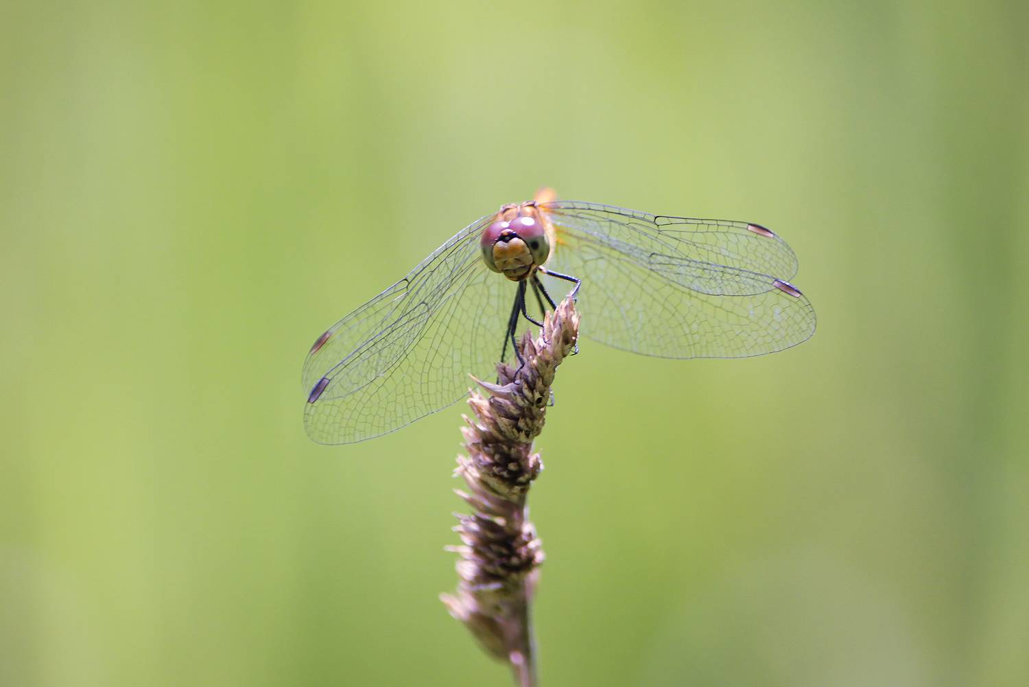 стрекоза кроваво-красная, сжатобрюх кроваво-красный, стрекоза кровяная, sympetrum sanguineum, КарОл