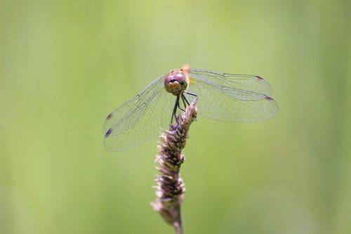 Портрет сжатобрюха