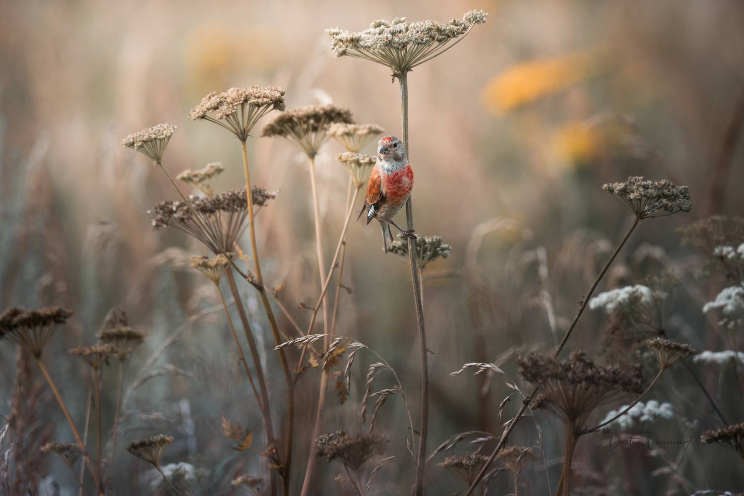природа, лес, поля, огороды, животные, птицы, макро, Посевич Дмитрий