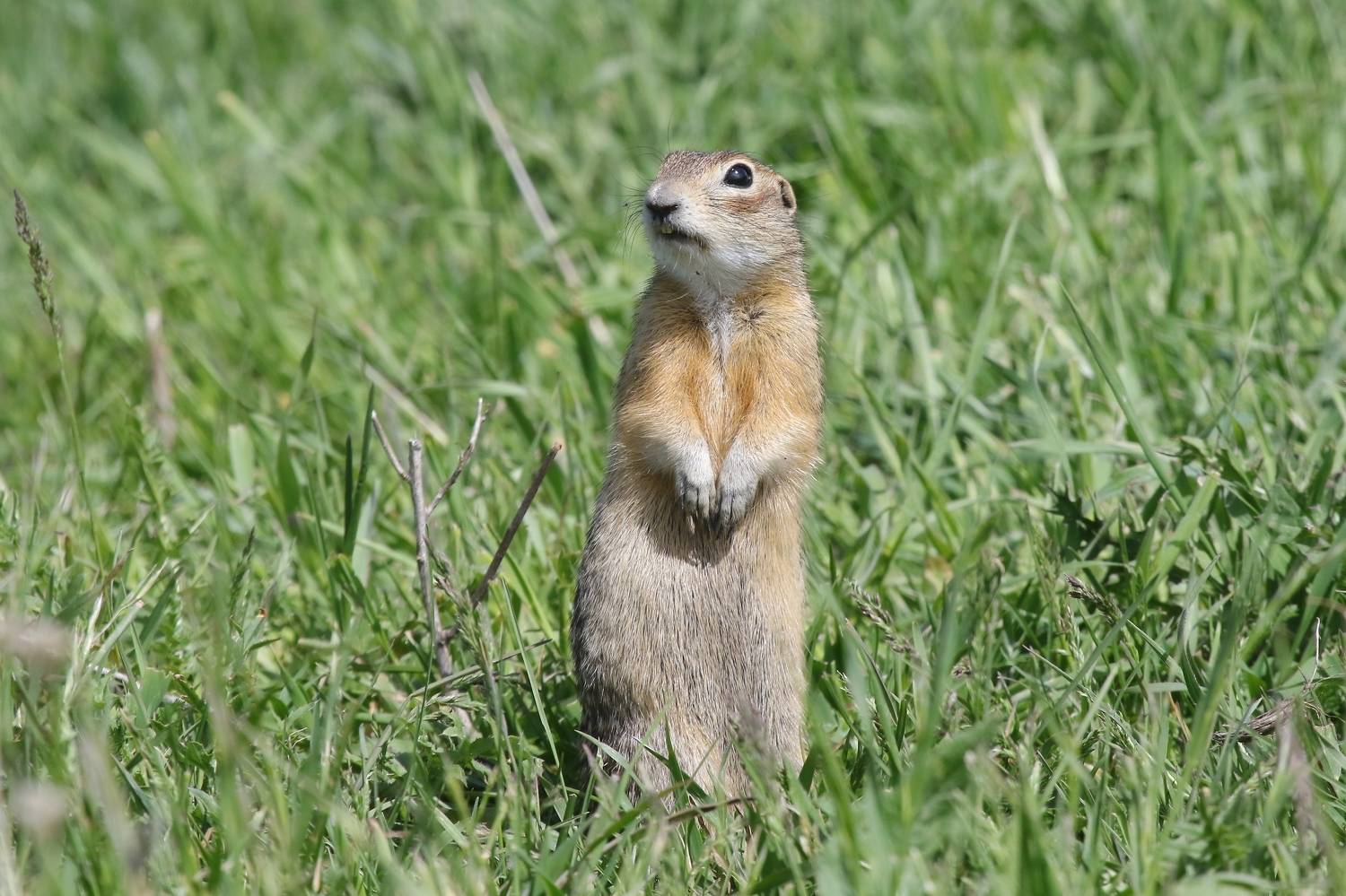, Евгений Софронов