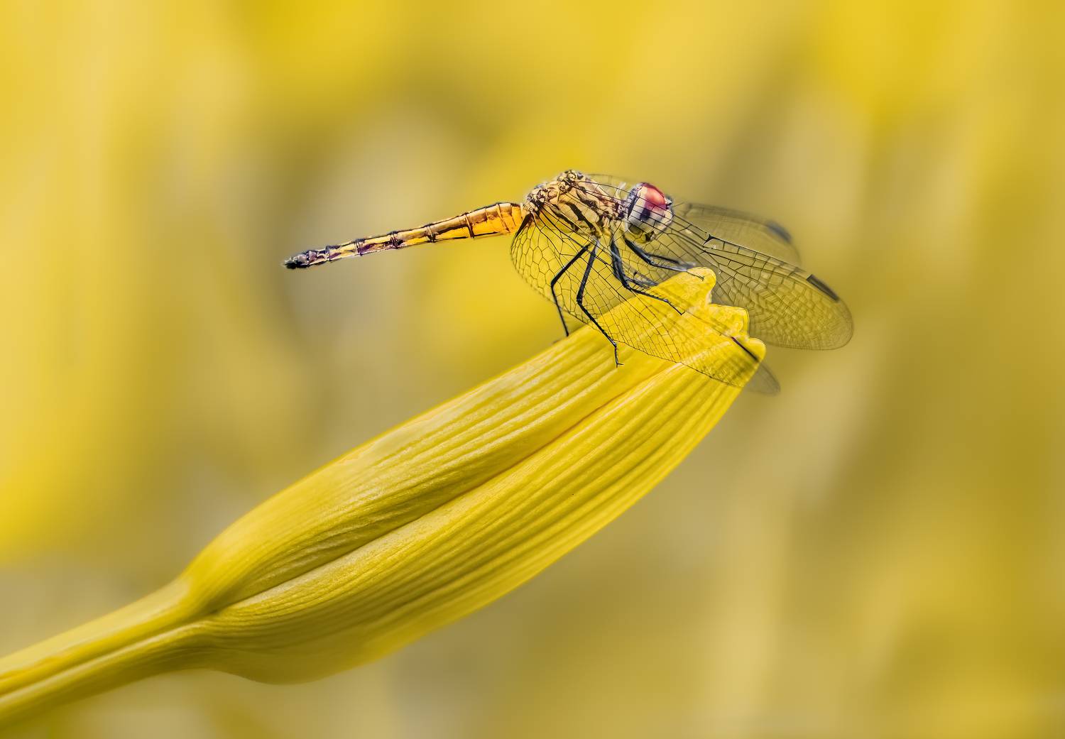 damselfly, dragonfly, insect, grass, sunset, dusk, evening, bug, macro, blade, grassland,, Atul Saluja