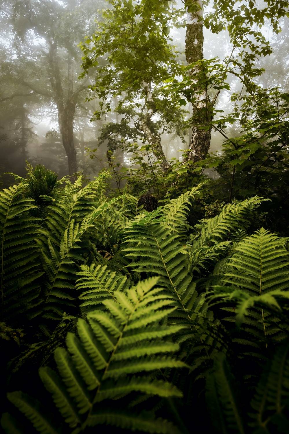 , Антон Сидоров