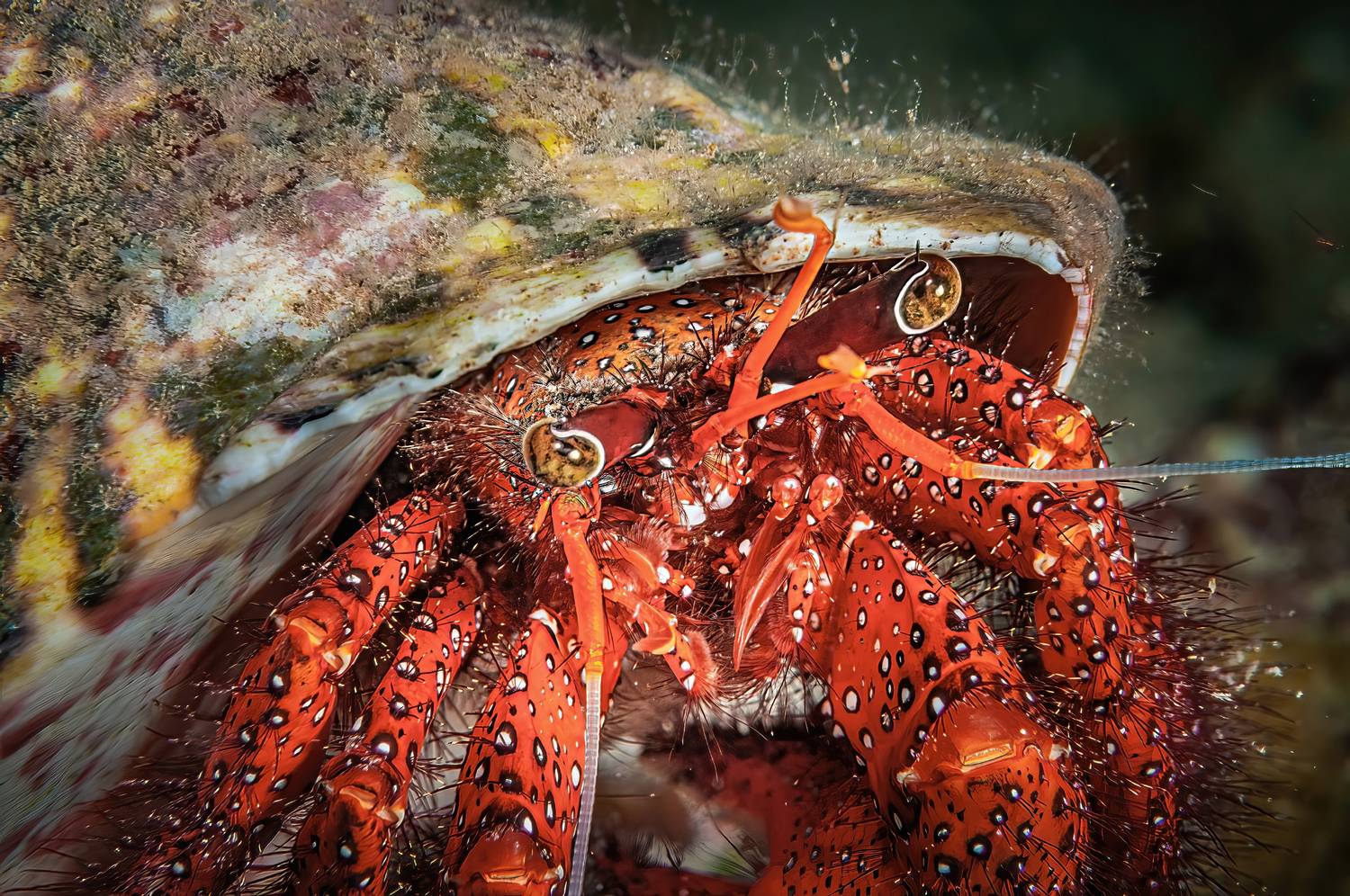 рак-отшельник, индонезия, бунакен, indonesia, bunaken, Сергей Булгаков