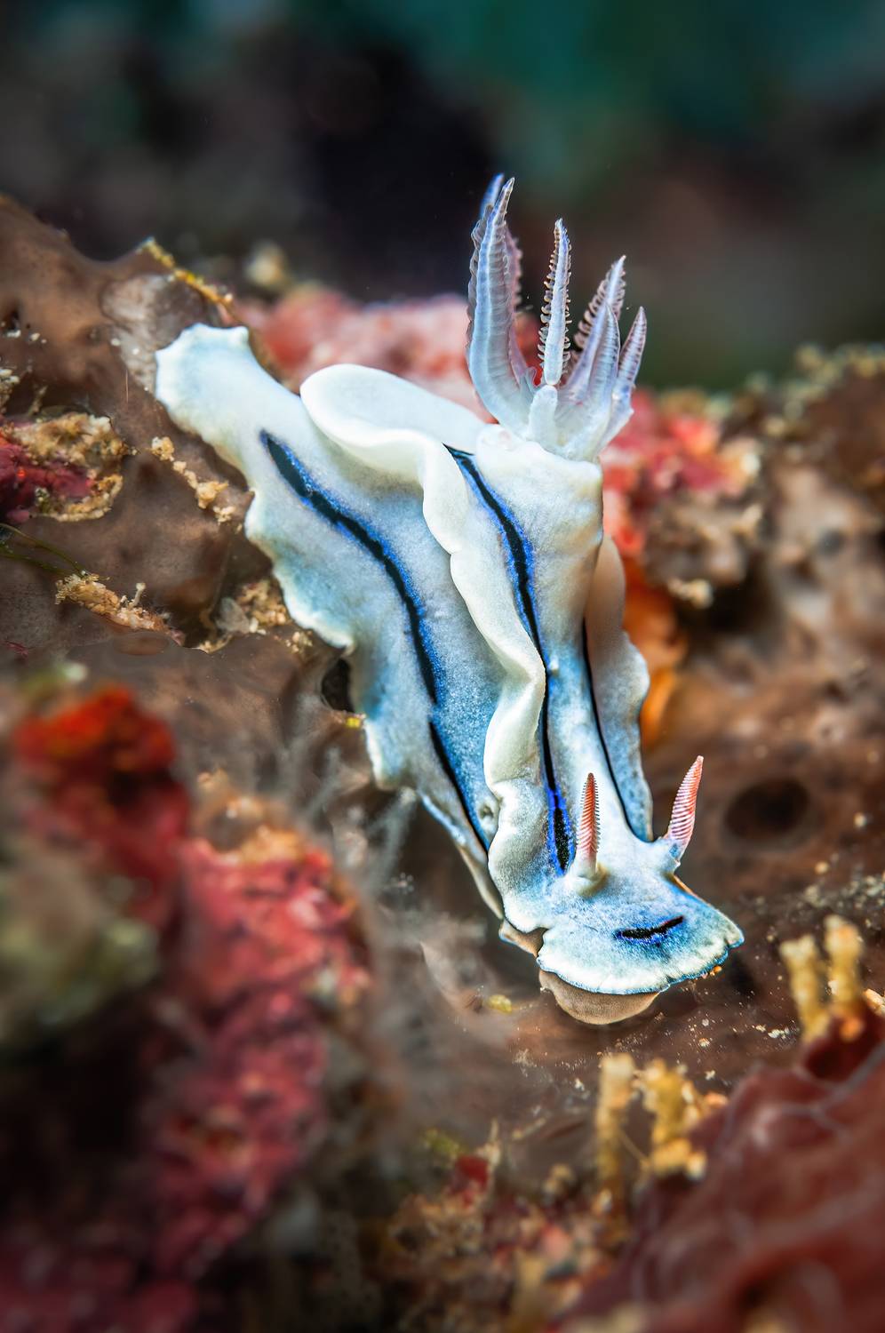 голожаберник, индонезия, бунакен, indonesia, bunaken, Сергей Булгаков