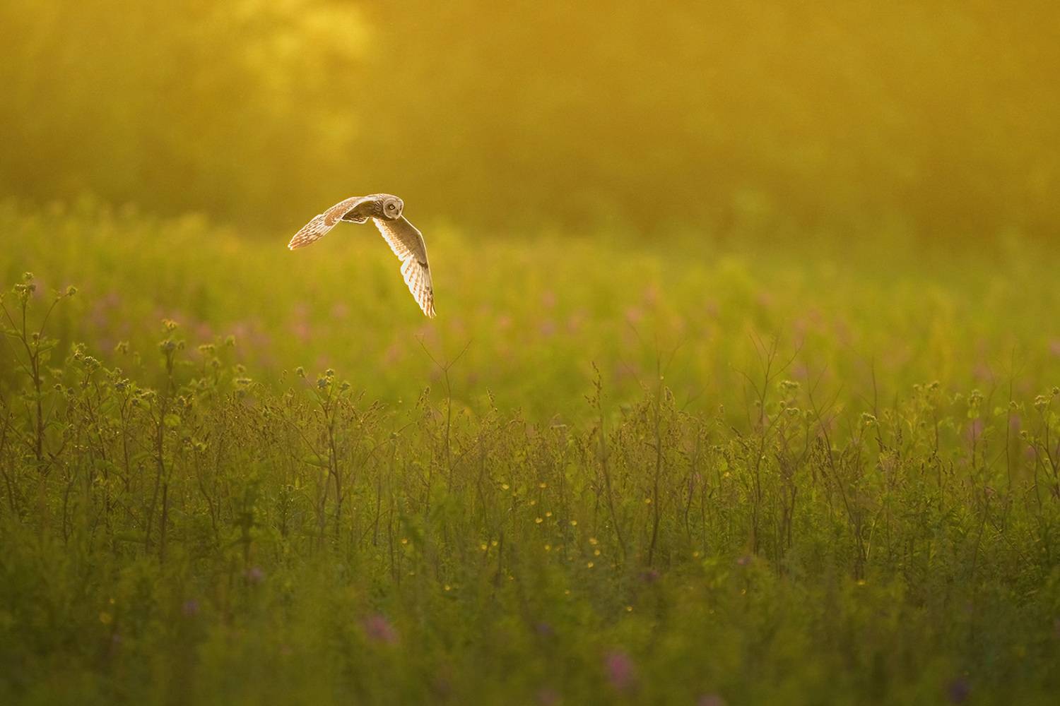 #owls #animals #wildlife #birds, Кетцян Рафаэль