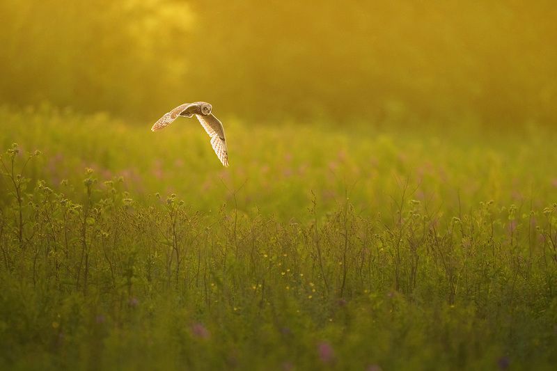 #owls #animals #wildlife #birds Short eared owl in sunset фото превью