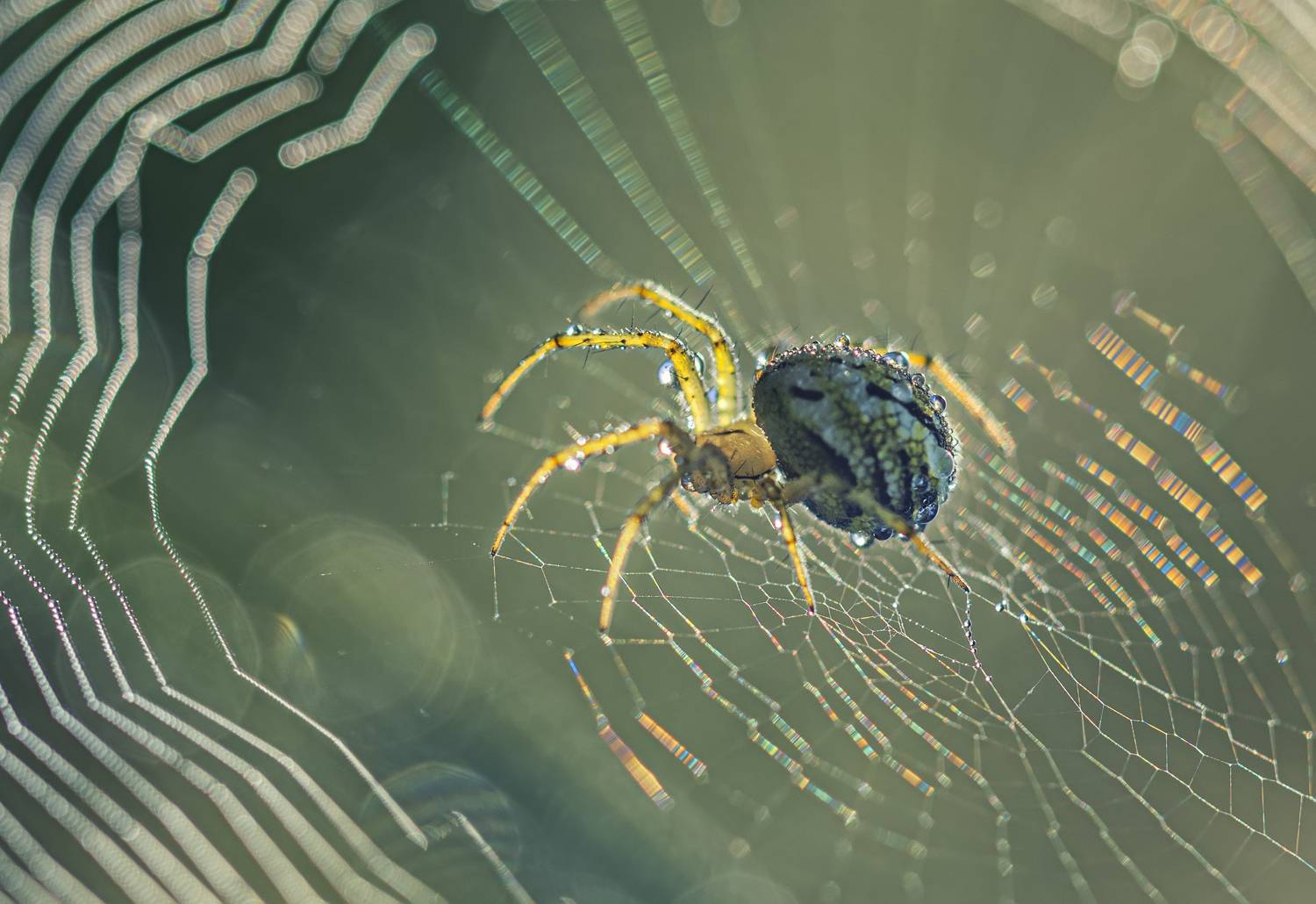 , Костадин Маджаров