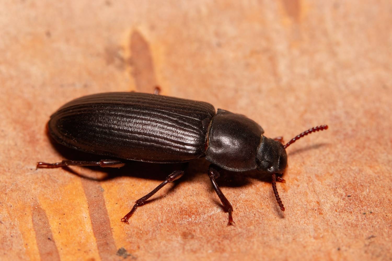 макрофото, макрофотографии, фотомакро, насекомые, макромир, макрофотограф, макроаддикт, макро_мир, naturelovers, naturelover, naturephotography, macrolove, macro_love, biodiversity, macrophotography, macro, macronature, entomology, arthropods, arthropod, ,  Stephane