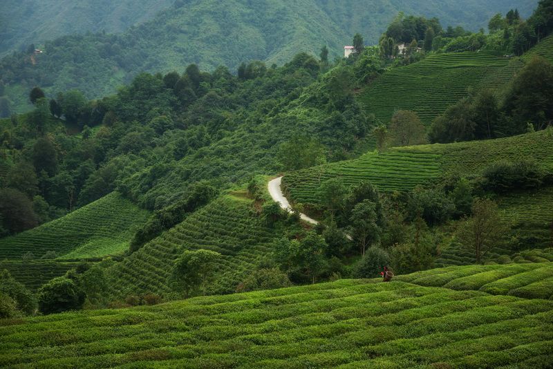 Чайные плантации в Ризе фото превью