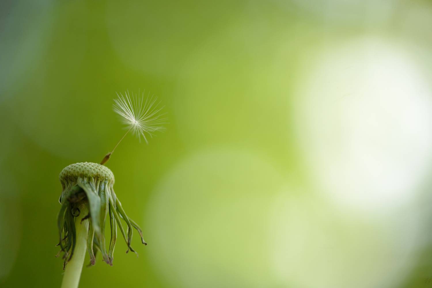 одуванчик, пушинка, Соварцева Ксения