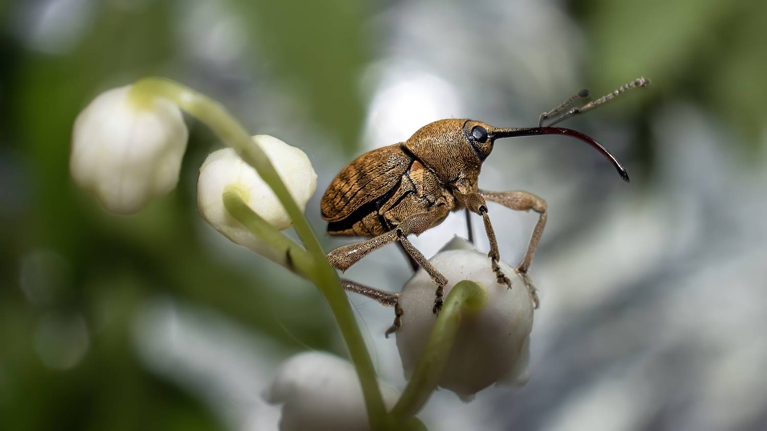, Людмила Железнова