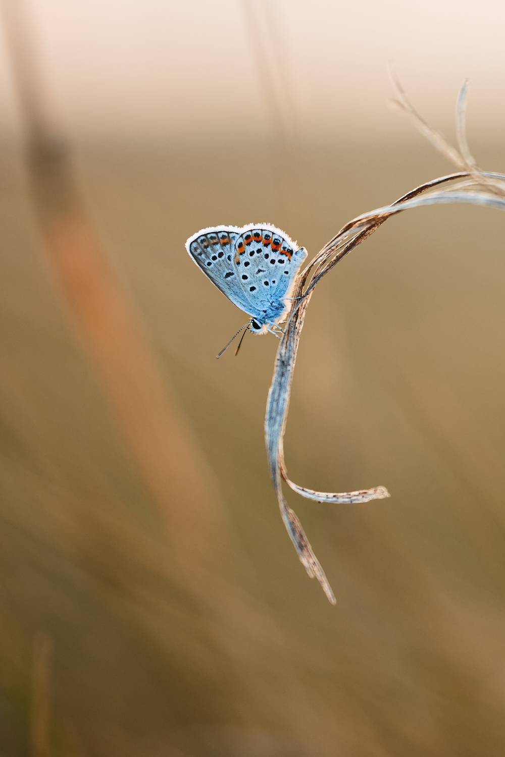 , Дыбов Дмитрий