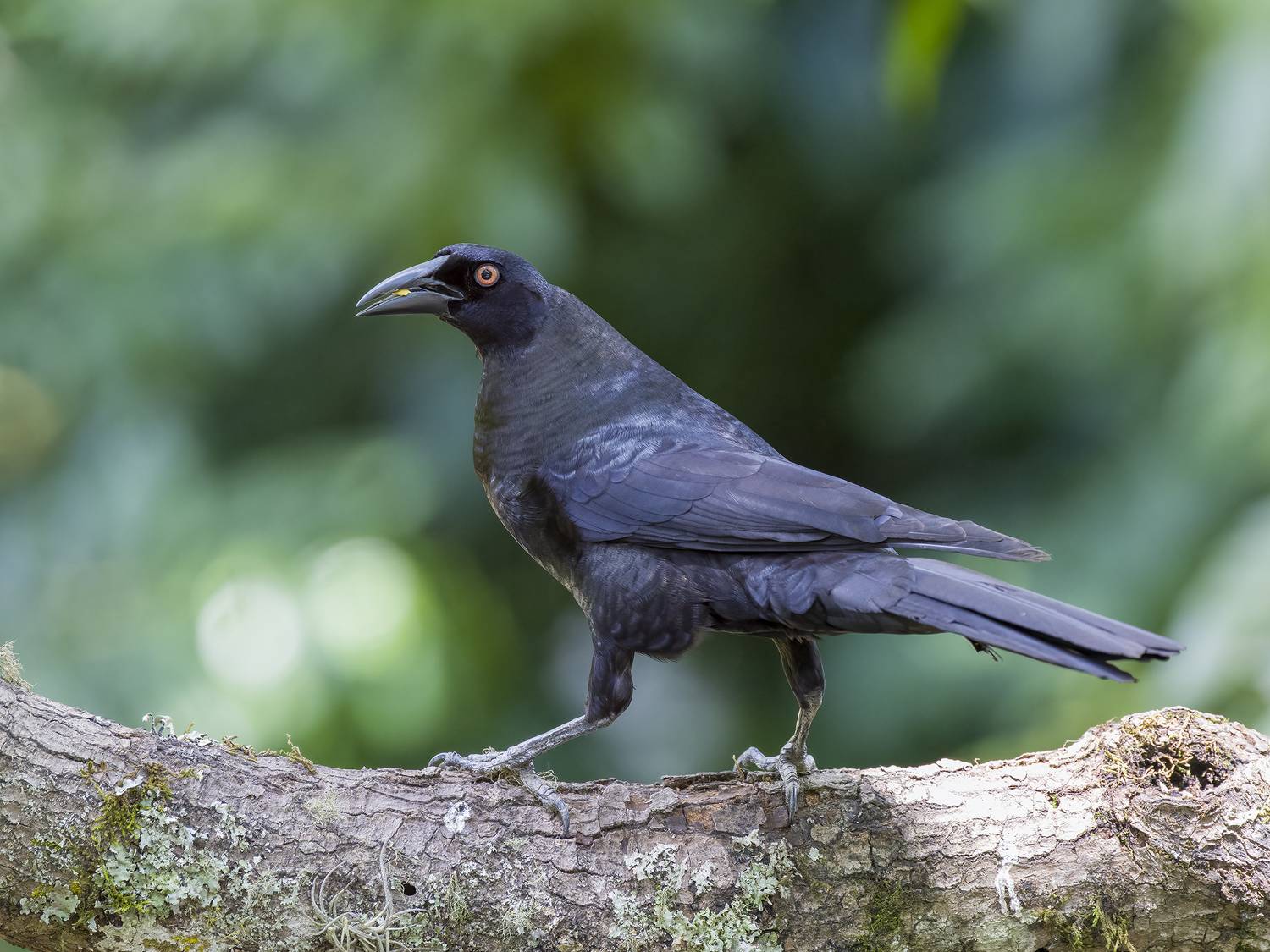 , Burgalin Sequeira Fernando