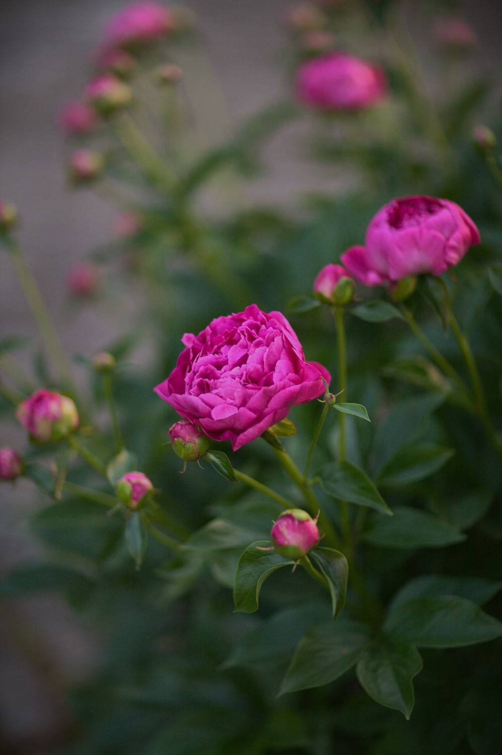 Пионы, Lilia Tkachenko