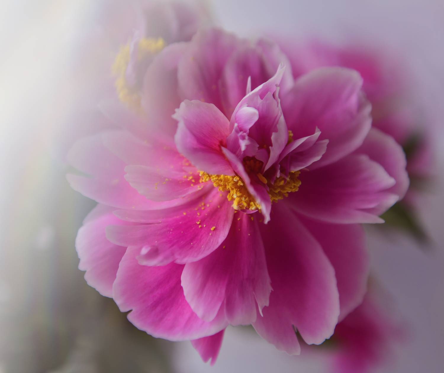 , Божена Пучко